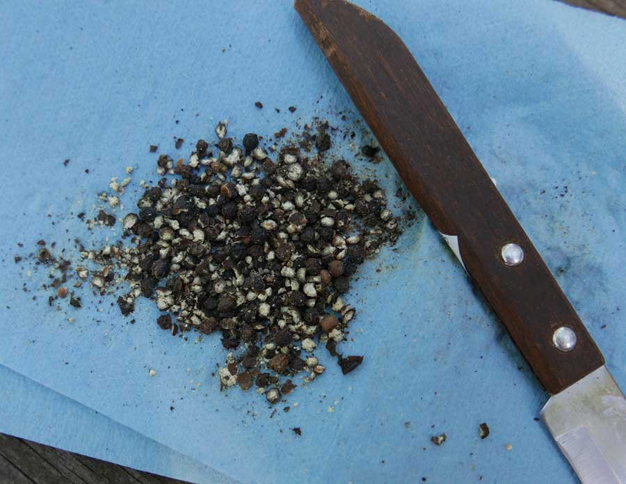 Crush Fresh Black Pepper