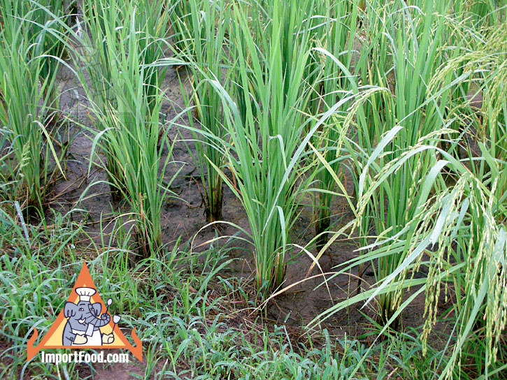 rice paddy