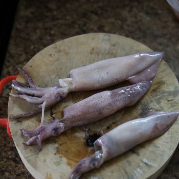 Squid