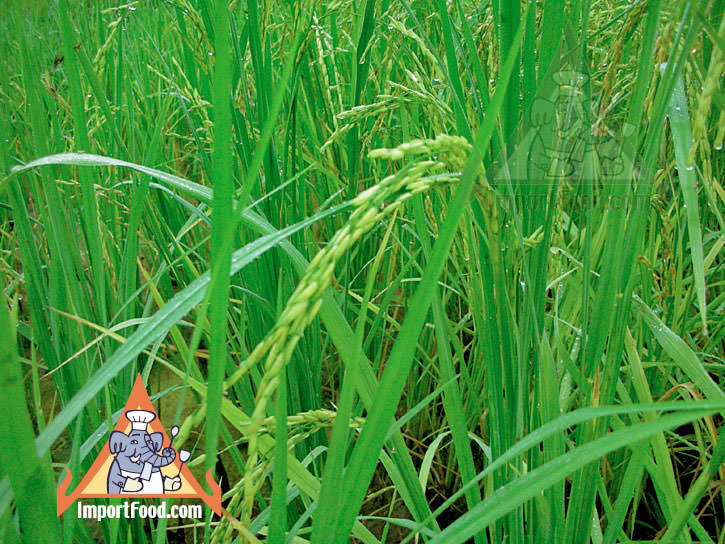 rice paddy
