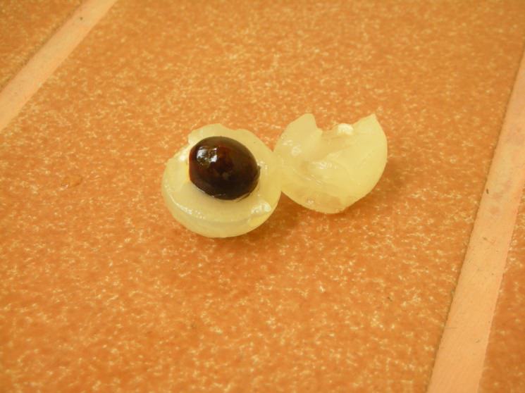 Fresh longan