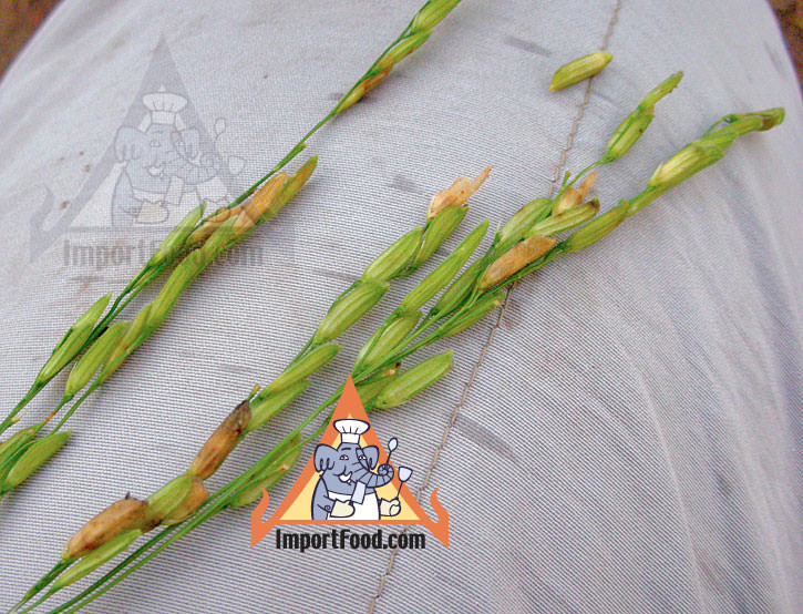 rice-before-harvest