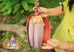 Thai Banana Flower 'Hua Plee'