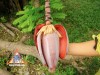 banana_flower_3l.jpg
