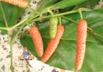 Thai Long Pepper, Dee Plee, Piper Chaba