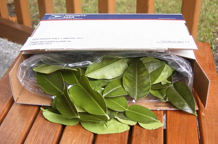 Fresh Kaffir Lime Leaves, Bai Magroot