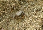 Poo Naa, the Interesting Rice Field Crab Used to Make Som Tum