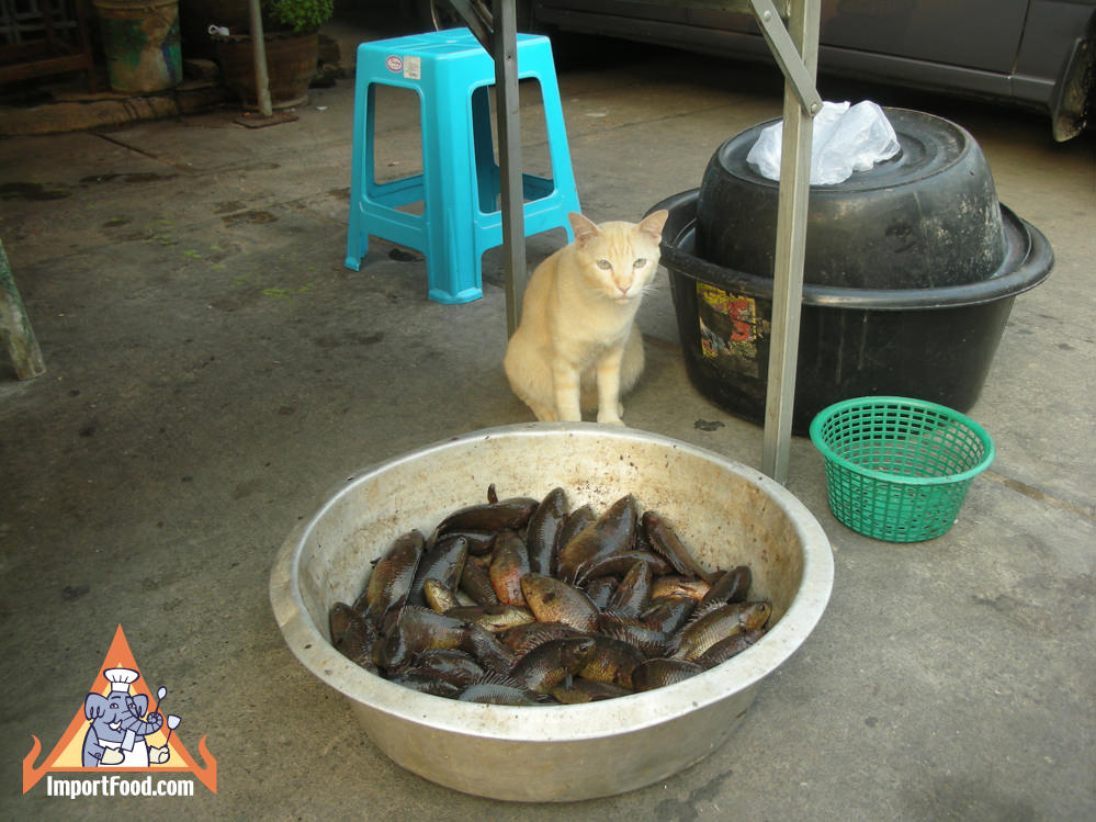 Thai Cat Watches Over Fish Bowl