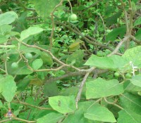 tinyeggplant11_1l.jpg
