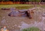 The Magnificent Thai Water Buffalo